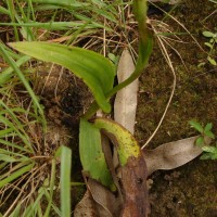 Satyrium nepalense D.Don